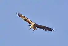 A flying eagle with her wings wide open on a clear blue day.