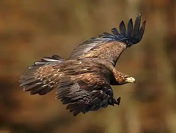 Aquila chrysaetos