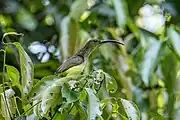 spiderhunter with greenish-brown upperparts and yellowish-white underparts