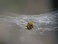 Spiderling cluster