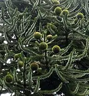 Female cones