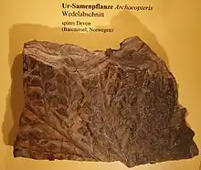 Archaeopteris fossil leaves