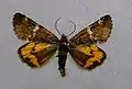 Orange underwingArchiearis partheniasGeometridae: Archiearinae