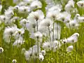 Arctic CottongrassEriophorum scheuchzeriukaliusaq / polar kæruldUkaliusaq, Kæruld