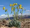 Bearpaw poppy (Arctomecon californica)