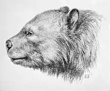 Black and white drawing of bear head