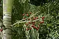 Palm and fruits. Cultivar, Bahia, Brazil