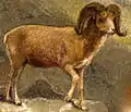 Argali