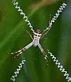 Argiope aetherea from Australia build X-shaped decorations