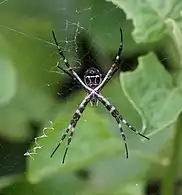 Female in the Galápagos Islands