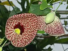 Flower and immature fruit of Aristolochia littoralis