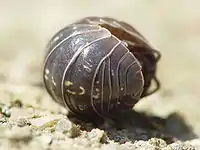 The same dark grey isopod, now curled up, its head almost tucked into its tail.