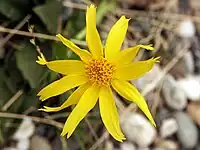 Arnica griscomii in the Alaskan Interior