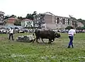 Tudancas competing in a dragging test in the Day of Cantabria.