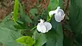 Arrowroot flower