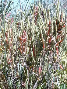 Salicornia perennis (syn. Sarcocornia perennis)