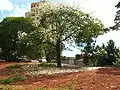 Ceiba graviozii, (paineira branca), São Paulo, Brazil