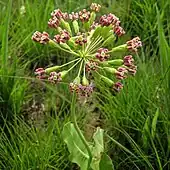 Long pedicels of clasping milkweed with a single peduncle