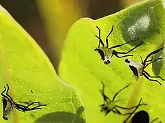 Large milkweed bug