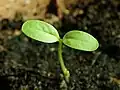 Seedling