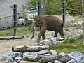 Elephant at Pairi Daiza