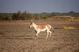 Onager