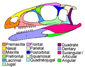 Skull diagram with color-coded individual bones