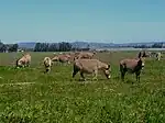 A meadow (pasture) maintained by grazing livestock.