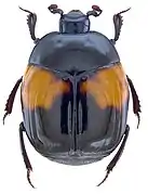 Asolenus julietteae