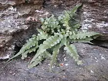 A cluster of narrow, long-triangular fern fronds, lobed with an extended tip