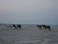 Wild horses on the beach