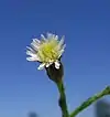 S. subulatum flower head close-up