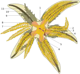 Diagram of starfish anatomy