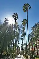 Arizona State University's Palm Walk