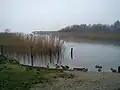 Brabrand Lake on a grey foggy day in December.