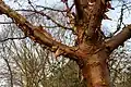 Trunk with peeling bark