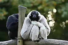 White gibbon and black gibbon