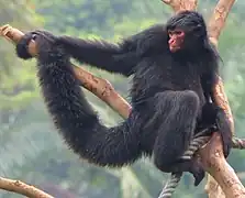 red faced spider monkey