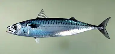 Streamlined, somewhat warm-blooded:mackerel