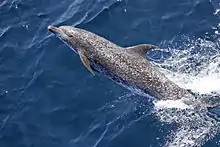 Gray dolphins