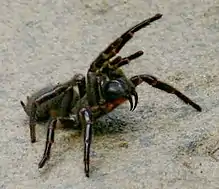 This Atrax robustus shows the orientation of Myglamorphae fangs.