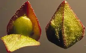 Atriplex patula, female flower with bracteoles and ovule