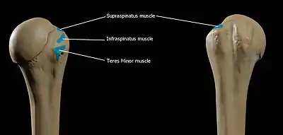 Attachments of Greater Tubercle