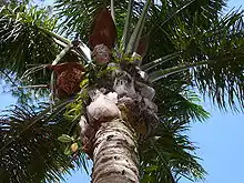  A view of the crown of a palm tree from below: Dark green leaves emerge in a radial pattern from the trunk of the tree,  above old, dried leaf bases from which the leaves have been cut off.  Small ferns grow on them, wedged between the old leaf bases and the  trunk of the palm. Between the dried leaf bases and the green leaves  there are several brown inflorescences, each of which lies below a  reddish-brown bract which is larger than the inflorescence.