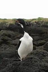 Auckland shag