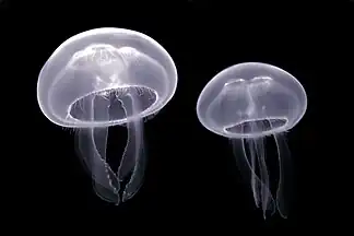 Aurelia aurita in the Pairi Daiza aquarium, Belgium