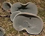 Auricularia cornea (Auriculariaceae)