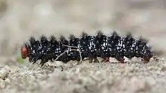 Caterpillar