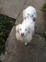 A deaf eight-month-old homozygous merle Australian Shepherd. She has blue eyes with starburst pupils and an eccentric pupil in her left eye.