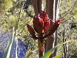 Australian native growing in Heathcote National Park, Sydney